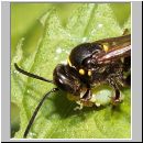 Argogorytes mystaceus - Ragwurz-Zikadenwespe 03.jpg